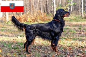 Read more about the article Gordon Setter crescători și căței în Thuringia