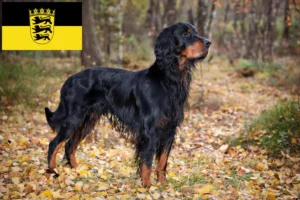 Read more about the article Gordon Setter crescători și căței în Baden-Württemberg