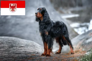 Read more about the article Gordon Setter crescători și căței în Brandenburg