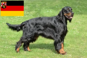 Read more about the article Gordon Setter crescători și căței în Renania-Palatinat