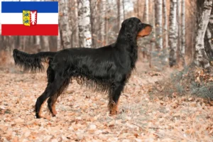 Read more about the article Gordon Setter crescători și căței în Schleswig-Holstein