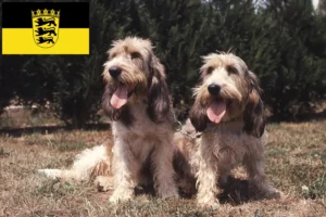 Read more about the article Grand Basset Griffon Vendéen crescători și căței în Baden-Württemberg