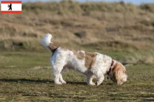 Read more about the article Grand Basset Griffon Vendéen crescători și căței în Berlin