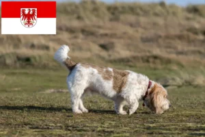 Read more about the article Grand Basset Griffon Vendéen crescători și căței în Brandenburg