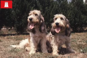Read more about the article Grand Basset Griffon Vendéen crescători și căței în Hamburg