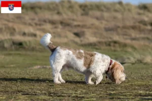 Read more about the article Grand Basset Griffon Vendéen crescători și căței în Hessen