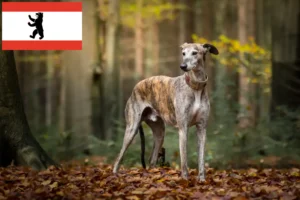 Read more about the article Crescători de ogari și căței în Berlin