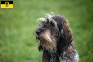 Read more about the article Griffon Bleu de Gascogne crescători și căței în Baden-Württemberg