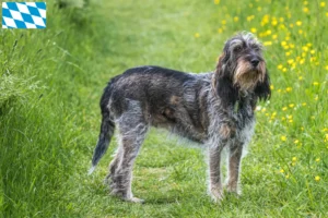 Read more about the article Griffon Bleu de Gascogne crescători și căței în Bavaria