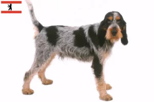 Read more about the article Griffon Bleu de Gascogne crescători și căței în Berlin