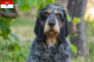 Read more about the article Griffon Bleu de Gascogne crescători și căței în Brandenburg