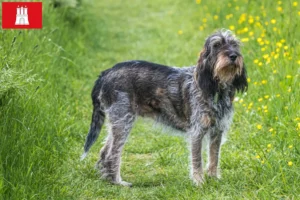 Read more about the article Griffon Bleu de Gascogne crescători și căței în Hamburg