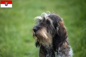 Read more about the article Griffon Bleu de Gascogne crescători și căței în Hessen