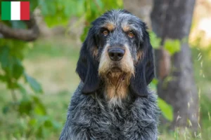 Read more about the article Griffon Bleu de Gascogne crescători și căței în Italia