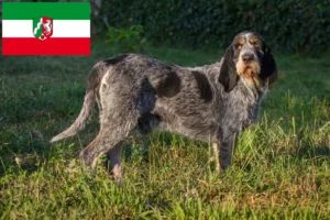 Read more about the article Griffon Bleu de Gascogne crescători și căței în Renania de Nord-Westfalia