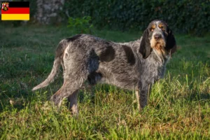 Read more about the article Griffon Bleu de Gascogne crescători și căței în Renania-Palatinat