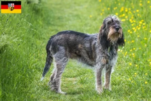 Read more about the article Griffon Bleu de Gascogne crescători și căței în Saarland