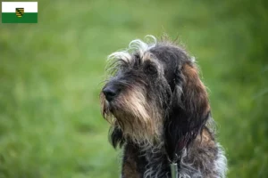 Read more about the article Griffon Bleu de Gascogne crescători și căței în Saxonia