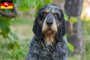 Read more about the article Griffon Bleu de Gascogne crescători și căței în Saxonia Inferioară