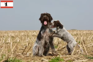 Read more about the article Griffon d’arrêt à poil dur Crescător și căței în Berlin
