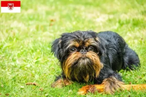 Read more about the article Crescători de Grifon Pitic Belgian și căței în Brandenburg