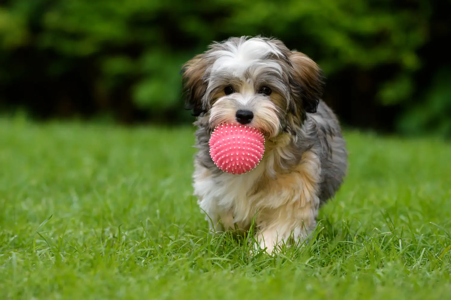 Cumpărarea unui cățel Havanese înseamnă asumarea responsabilității! Cumpărați cățeluși Havanese.