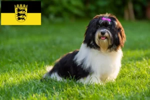 Read more about the article Crescători de Havanezi și căței în Baden-Württemberg