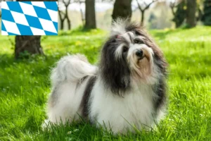 Read more about the article Crescători de Havanezi și căței în Bavaria