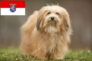 Read more about the article Crescători de Havanezi și căței în Hessen