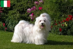 Read more about the article Crescători și căței Havanese în Italia