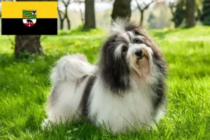 Read more about the article Crescători de Havanezi și căței în Saxonia-Anhalt