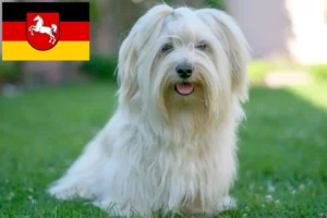 Read more about the article Crescători de Havanezi și căței în Saxonia Inferioară