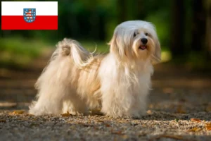 Read more about the article Crescători de Havanezi și căței în Thuringia
