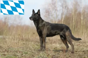 Read more about the article Hollandse Herdershond crescători și căței în Bavaria