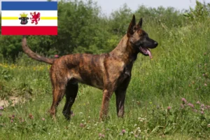 Read more about the article Hollandse Herdershond crescători și căței în Mecklenburg-Vorpommern