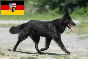 Read more about the article Hollandse Herdershond crescători și căței în Saarland