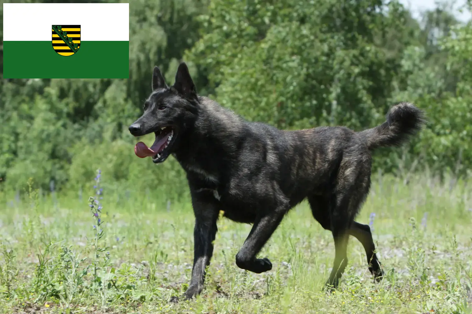 Read more about the article Hollandse Herdershond crescători și căței în Saxonia