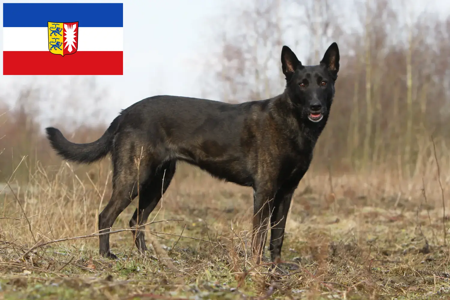 Read more about the article Hollandse Herdershond crescători și căței în Schleswig-Holstein