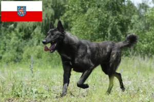 Read more about the article Hollandse Herdershond crescători și căței în Thuringia