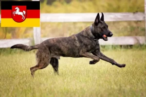 Read more about the article Hollandse Herdershond crescători și căței în Saxonia Inferioară