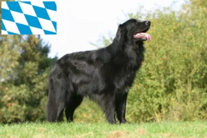 Read more about the article Hovawart crescători și căței în Bavaria