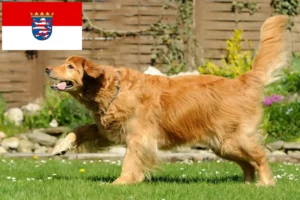 Read more about the article Hovawart crescători și căței în Hessen