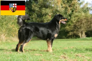Read more about the article Hovawart crescători și căței în Saarland