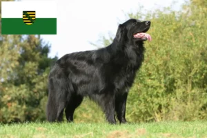 Read more about the article Hovawart crescători și căței în Saxonia