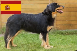 Read more about the article Hovawart crescători și căței în Spania