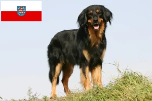 Read more about the article Hovawart crescători și căței în Turingia