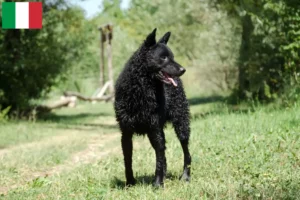 Read more about the article Hrvatski ovčar crescători și căței în Italia