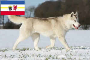 Read more about the article Husky crescători și căței în Mecklenburg-Vorpommern