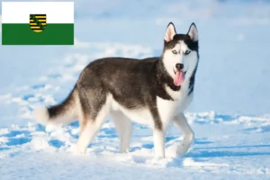 Read more about the article Husky crescători și căței în Saxonia