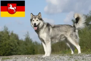 Read more about the article Husky crescători și căței în Saxonia Inferioară